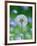 Dandelion Clock-null-Framed Photographic Print