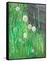 Dandelion Clocks in Grass, 2008-Ruth Addinall-Framed Stretched Canvas