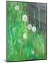 Dandelion Clocks in Grass, 2008-Ruth Addinall-Mounted Giclee Print