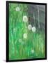 Dandelion Clocks in Grass, 2008-Ruth Addinall-Framed Giclee Print