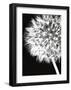 Dandelion Crop-Jenny Kraft-Framed Giclee Print