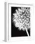 Dandelion Crop-Jenny Kraft-Framed Giclee Print