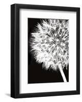 Dandelion Crop-Jenny Kraft-Framed Art Print