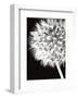 Dandelion Crop-Jenny Kraft-Framed Art Print