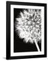 Dandelion Crop-Jenny Kraft-Framed Art Print