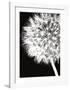 Dandelion Crop-Jenny Kraft-Framed Art Print