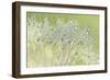 Dandelion Dew I-Cora Niele-Framed Photographic Print