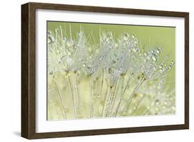 Dandelion Dew I-Cora Niele-Framed Photographic Print