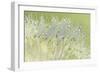 Dandelion Dew I-Cora Niele-Framed Photographic Print