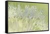 Dandelion Dew I-Cora Niele-Framed Stretched Canvas