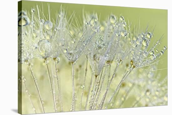 Dandelion Dew I-Cora Niele-Stretched Canvas