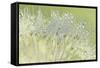 Dandelion Dew I-Cora Niele-Framed Stretched Canvas