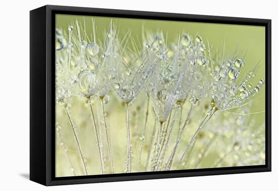 Dandelion Dew I-Cora Niele-Framed Stretched Canvas