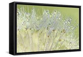 Dandelion Dew I-Cora Niele-Framed Stretched Canvas