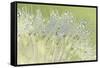 Dandelion Dew I-Cora Niele-Framed Stretched Canvas