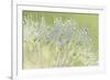 Dandelion Dew I-Cora Niele-Framed Photographic Print