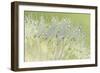 Dandelion Dew I-Cora Niele-Framed Premium Photographic Print