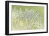 Dandelion Dew I-Cora Niele-Framed Premium Photographic Print