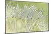 Dandelion Dew I-Cora Niele-Mounted Premium Photographic Print