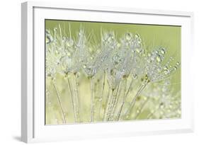 Dandelion Dew I-Cora Niele-Framed Photographic Print