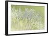 Dandelion Dew I-Cora Niele-Framed Photographic Print