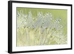 Dandelion Dew I-Cora Niele-Framed Photographic Print