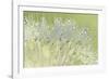 Dandelion Dew I-Cora Niele-Framed Photographic Print