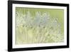 Dandelion Dew I-Cora Niele-Framed Photographic Print