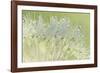 Dandelion Dew I-Cora Niele-Framed Photographic Print