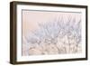 Dandelion Dew II-Cora Niele-Framed Photographic Print