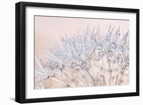 Dandelion Dew II-Cora Niele-Framed Photographic Print