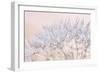 Dandelion Dew II-Cora Niele-Framed Photographic Print