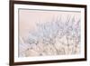 Dandelion Dew II-Cora Niele-Framed Photographic Print