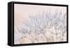 Dandelion Dew II-Cora Niele-Framed Stretched Canvas