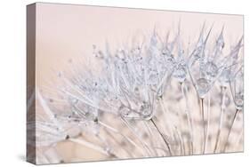 Dandelion Dew II-Cora Niele-Stretched Canvas