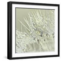 Dandelion Dew III-Cora Niele-Framed Photographic Print