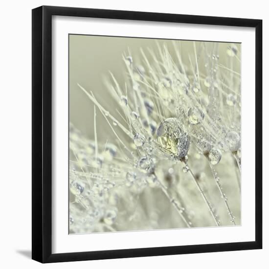 Dandelion Dew III-Cora Niele-Framed Photographic Print