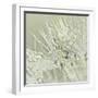 Dandelion Dew III-Cora Niele-Framed Photographic Print