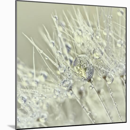 Dandelion Dew III-Cora Niele-Mounted Photographic Print