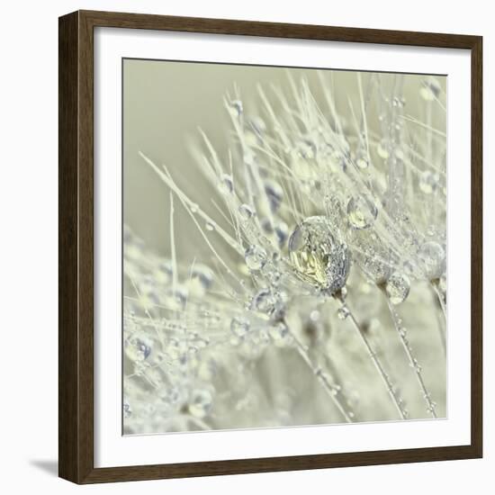 Dandelion Dew III-Cora Niele-Framed Photographic Print