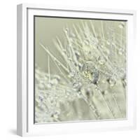 Dandelion Dew III-Cora Niele-Framed Photographic Print