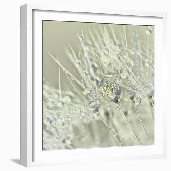 Dandelion Dew III-Cora Niele-Framed Photographic Print