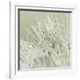 Dandelion Dew III-Cora Niele-Framed Photographic Print