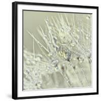 Dandelion Dew III-Cora Niele-Framed Photographic Print