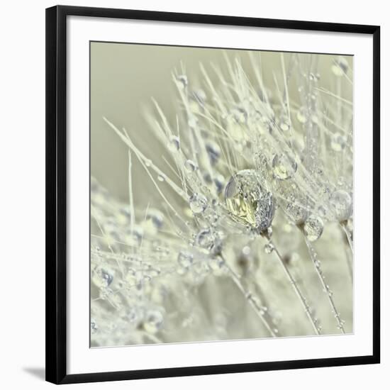 Dandelion Dew III-Cora Niele-Framed Photographic Print