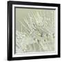 Dandelion Dew III-Cora Niele-Framed Photographic Print