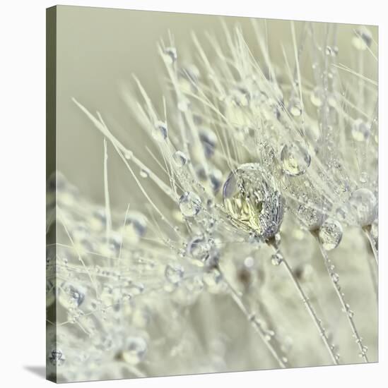 Dandelion Dew III-Cora Niele-Stretched Canvas