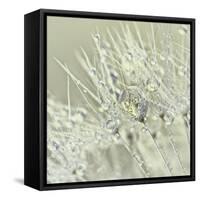 Dandelion Dew III-Cora Niele-Framed Stretched Canvas