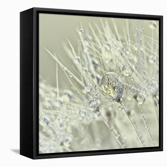 Dandelion Dew III-Cora Niele-Framed Stretched Canvas