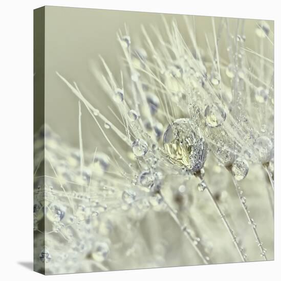 Dandelion Dew III-Cora Niele-Stretched Canvas